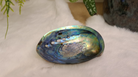 Abalone schelp gepolijst