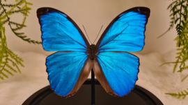 Vlinder Morpho Menelaus