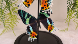 Set vlinders "Urania Ripheus duo"