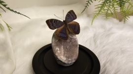 Set Fantasy "Galaxy Amethist & Junonia"