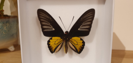 Vlinder Troides Rhadamantus- male