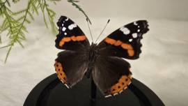 Vlinder Vanessa Atalanta