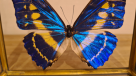 Vlinder Morpho Cypris