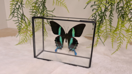 Vlinder Papilio Blumei