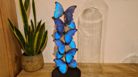 Set vlinders "Didius XL"