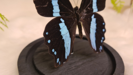 Vlinder Papilio Nireus