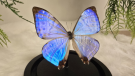 Vlinder Morpho Sulkowskyi