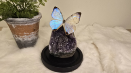 Set Fantasy "Galaxy Amethist & Sulkowskyi"