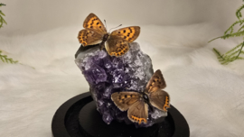 Set Fantasy "Amethist & Lycaena's "