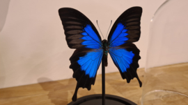 Vlinder Papilio Ulysses