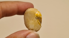 Fossiele Quartz Schelp Medium No. 8