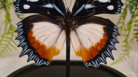Vlinder Hypolimnas Dexithea