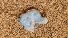 Larimar Schildpadjes Large No.2