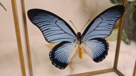 Vlinder Papilio Zalmoxis