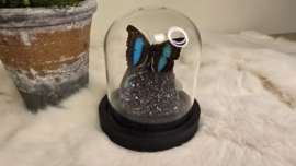 Set Fantasy "Titanium Aura & Doxocopa"