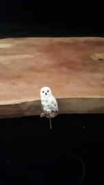 Hedwig Uil HP serie