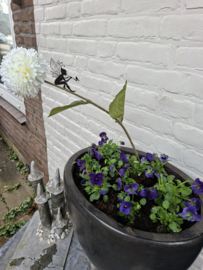 Magical Fairy bloemen of tuinsteker