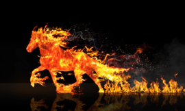 Fire horse - 40 x 60 cm
