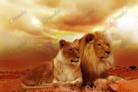 Leeuwen koppel - 40 x 50 cm