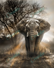 Magische olifant by George Veltchev - 40 x 50 cm