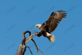 Eagle sur une branche