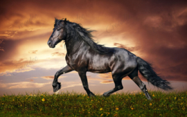 Zwart paard - 40 x 60 cm
