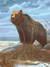 Junior - Grizzly bear