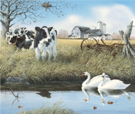 Stream Companions-Swans and Cows