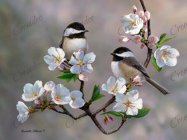 Cherry blossom Chickadee - Artwork by Russell Cobane