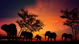 Éléphants dans le ciel coucher de soleil
