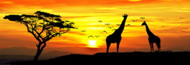 Giraffen in de avondzon - 90 x 30 cm