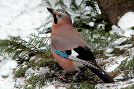 Vogel in de sneeuw - 40 x 60 cm