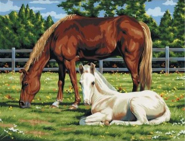 Artist Canvas - Horses in the Field