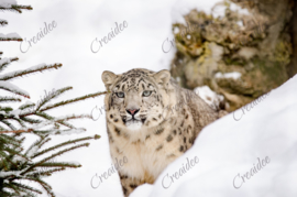 Snow leopard