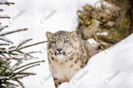 Snow leopard - 40 x 50 cm