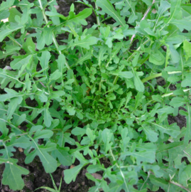 Rucola 'Esmée'