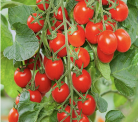 Tomaat Cherry Pruim, Bolstar, Baloe F1