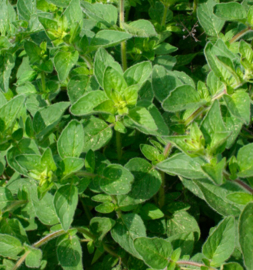 Wilde marjolein (oregano)