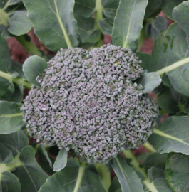 Broccoli 'Groene Calabrese'