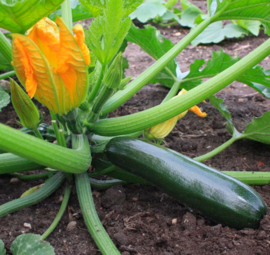 Courgette 'Black Beauty'