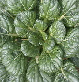Paksoi, Tasai