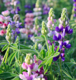 Kleine lupine