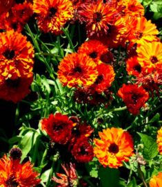 Goudsbloem 'Touch of Red/Orange'