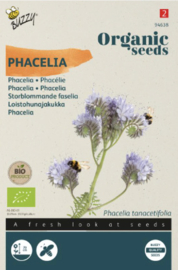 Phacelia (Buzzy)