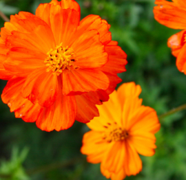 Cosmea oranje