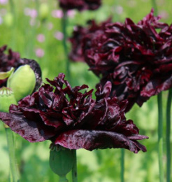 Papaver 'Black Paeony'