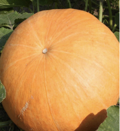 Pompoen Gele Centenaar