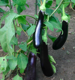 Aubergine 'Violetta Lunga 3'