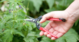 Oogst- en bloemenschaar