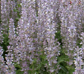 Scharlei